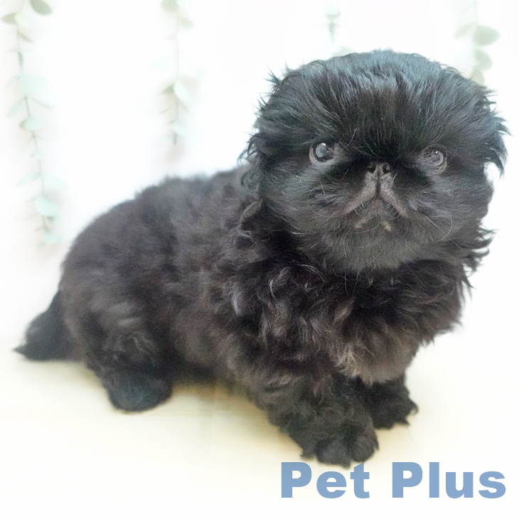 ペキニーズの写真2