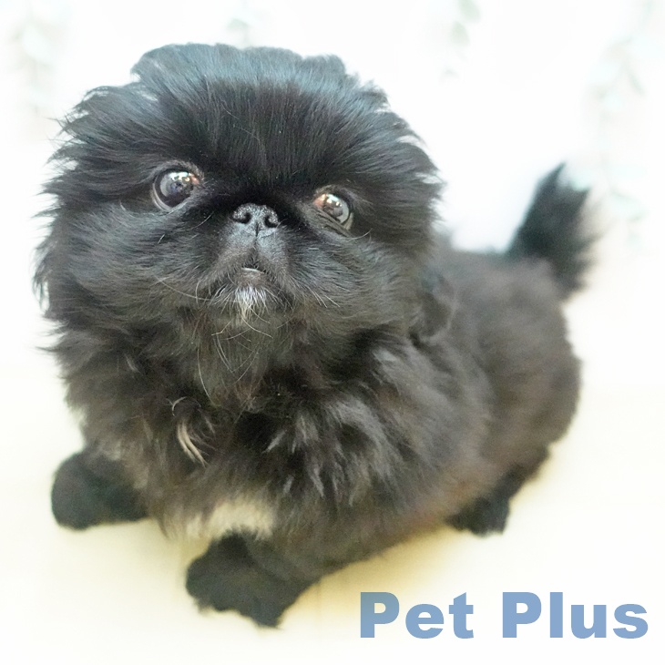 ペキニーズの写真2