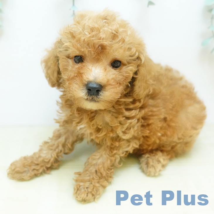 トイ・プードル