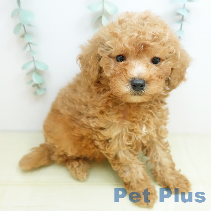 トイ・プードル