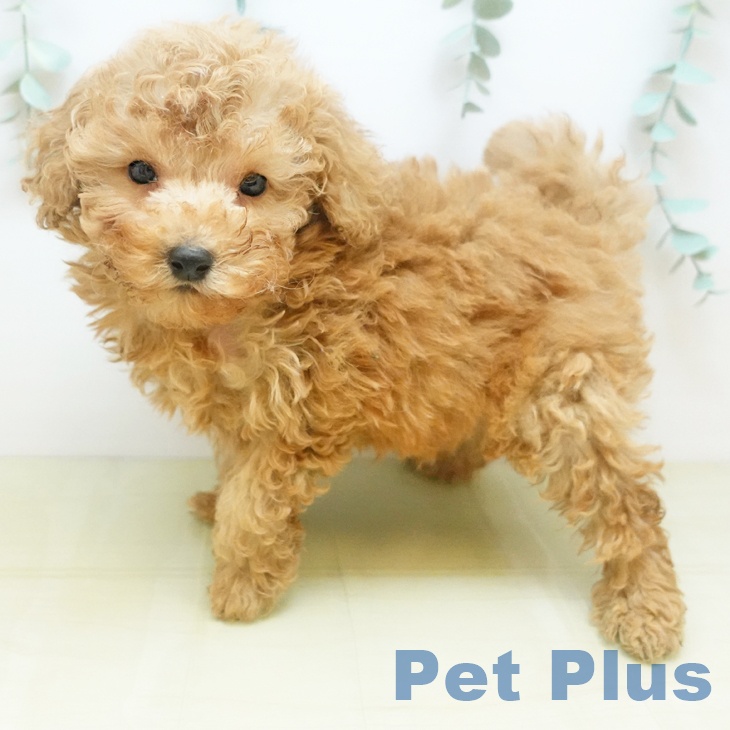 トイ・プードル