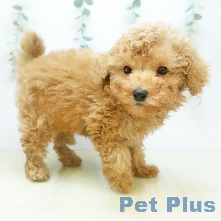 トイ・プードル