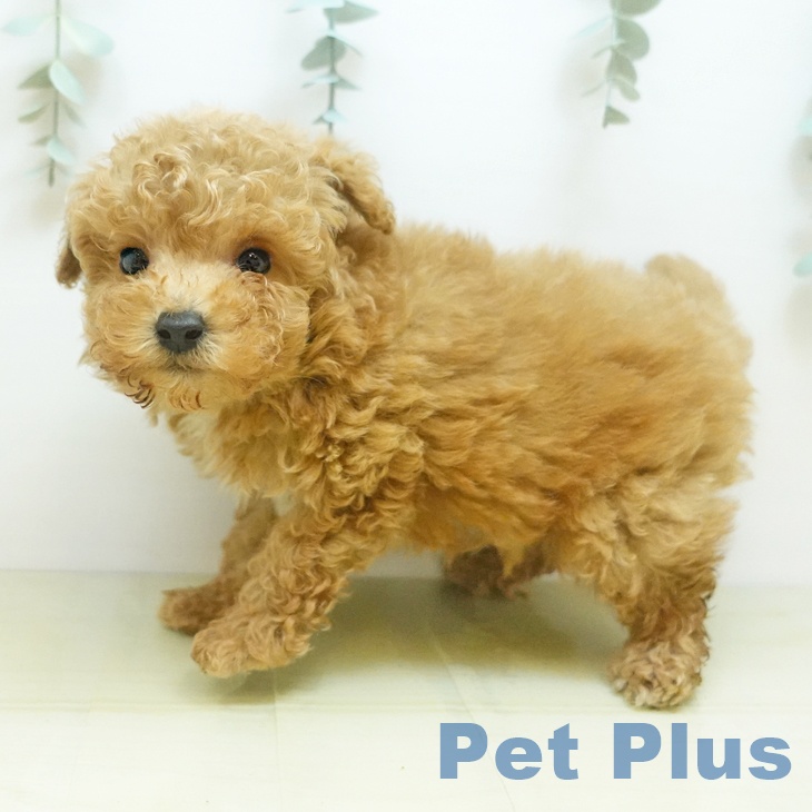 香川県のトイプードル(トイ) (ペットプラス 高松店/2025年9月3日生まれ/男の子/アプリコット)の子犬の1枚目の画像