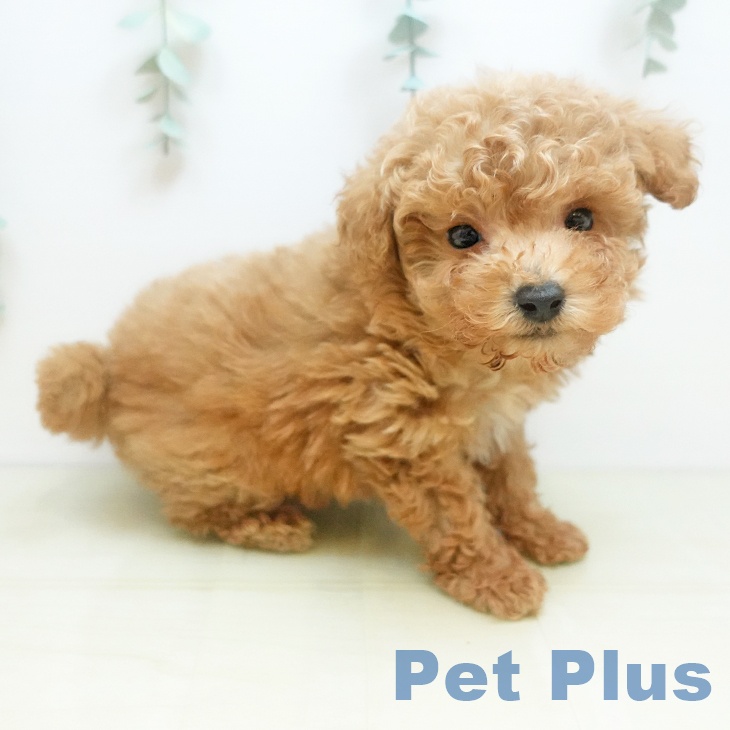 香川県のトイプードル(トイ) (ペットプラス 高松店/2025年9月3日生まれ/男の子/アプリコット)の子犬の2枚目の画像