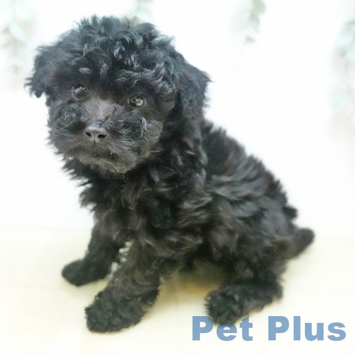 鳥取県のトイプードル(トイ) (ペッツワン 日吉津店/2025年9月3日生まれ/男の子/ブラック)の子犬