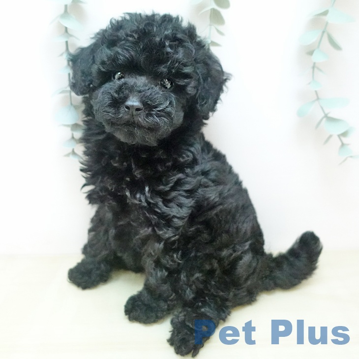 岡山県のトイプードル(トイ) (ペットプラス 岡山店/2025年9月3日生まれ/女の子/ブラック)の子犬