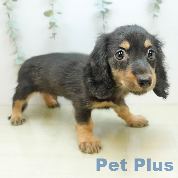 神奈川県のミニチュアダックスフンド(ロング) (ペットプラス 湘南平塚店/2025年9月4日生まれ/男の子/ブラックタン)の子犬