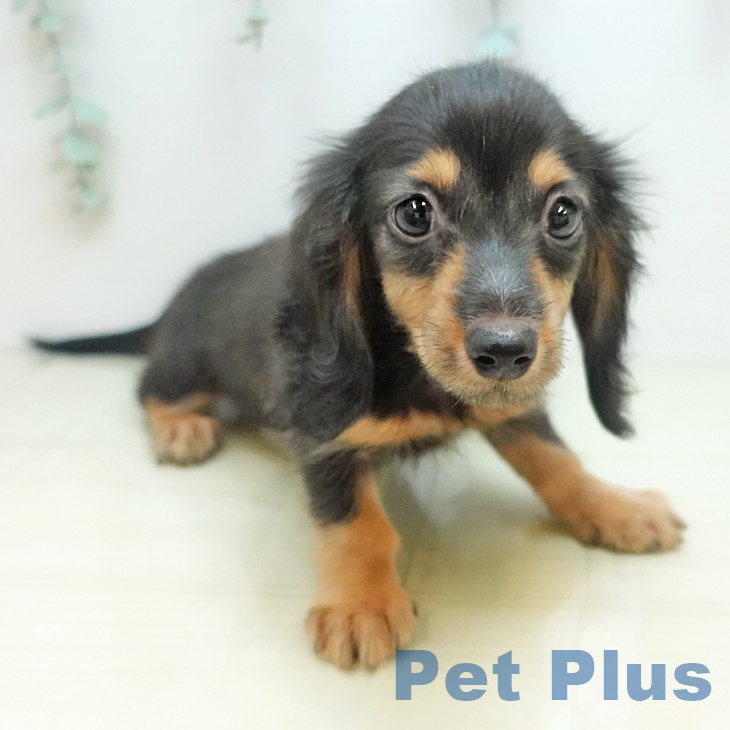 ミニチュア・ダックスフンド