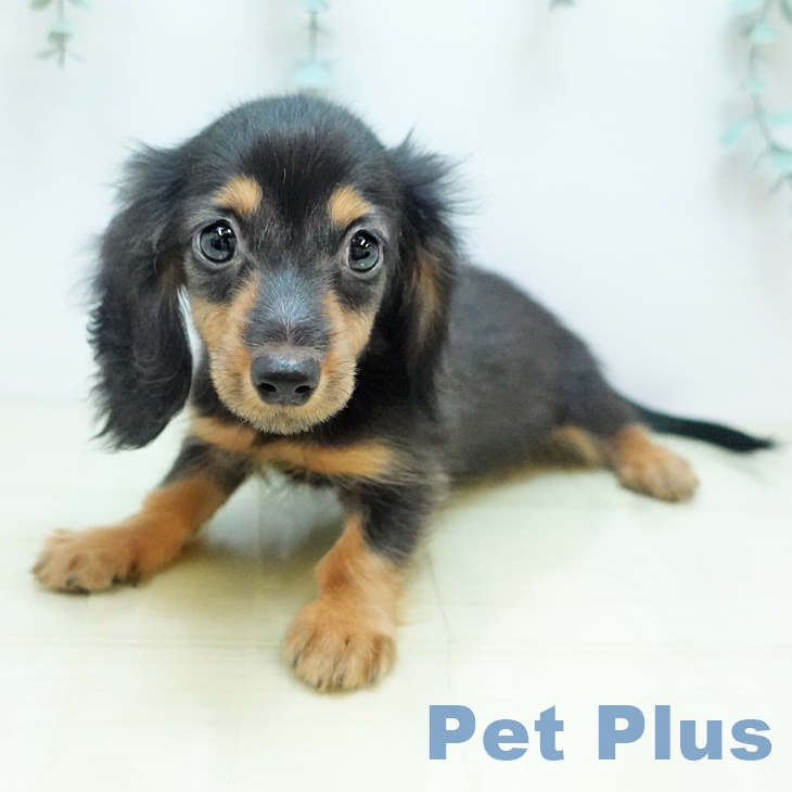 ミニチュア・ダックスフンド