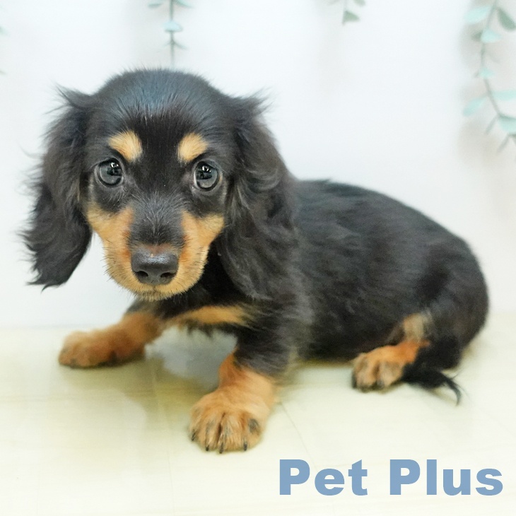 神奈川県のミニチュアダックスフンド(ロング) (ペットプラス 座間店/2025年9月4日生まれ/男の子/ブラックタン)の子犬