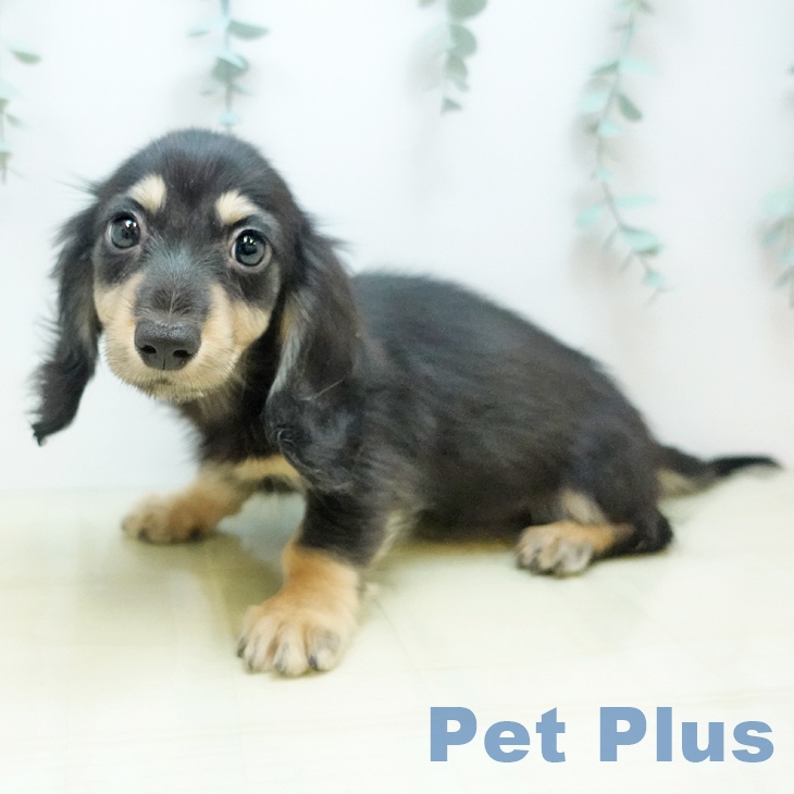 ミニチュア・ダックスフンド