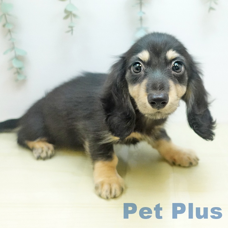 ミニチュア・ダックスフンド