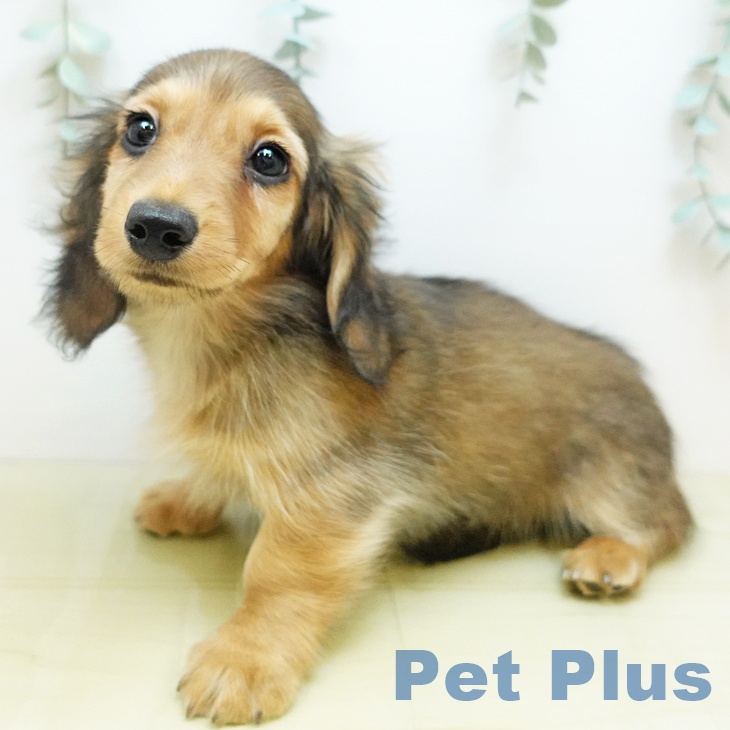 千葉県のミニチュアダックスフンド(ロング) (ペットプラス 木更津店/2025年9月6日生まれ/男の子/シェーデットイエロー)の子犬の1枚目の画像