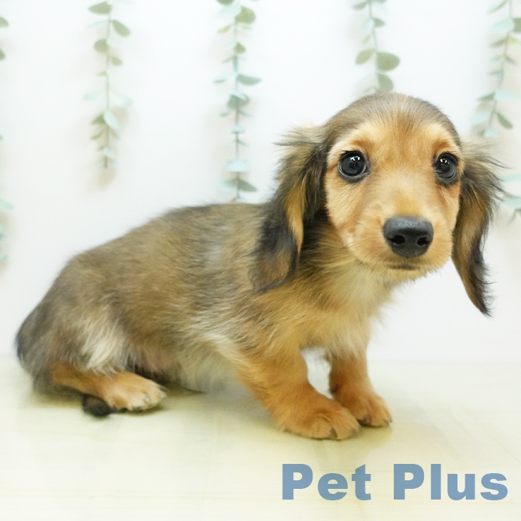 千葉県のミニチュアダックスフンド(ロング) (ペットプラス 木更津店/2025年9月6日生まれ/男の子/シェーデットイエロー)の子犬の2枚目の画像