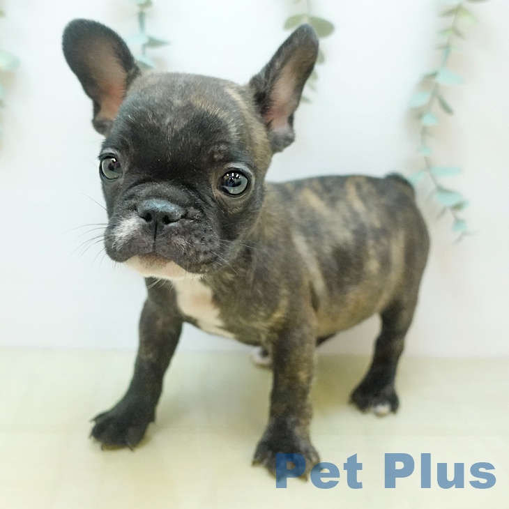 茨城県のフレンチブルドッグ (ペッツワン 阿見店/2025年9月9日生まれ/男の子/ブリンドル)の子犬