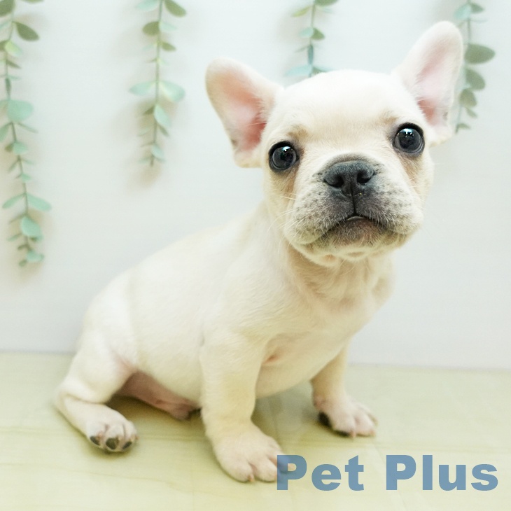 フレンチ・ブルドッグ