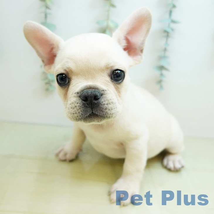 フレンチ・ブルドッグの写真2