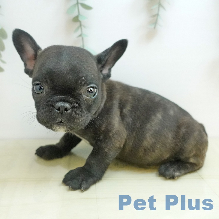 フレンチ・ブルドッグ