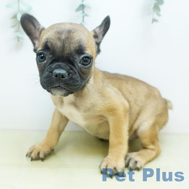 フレンチ・ブルドッグ