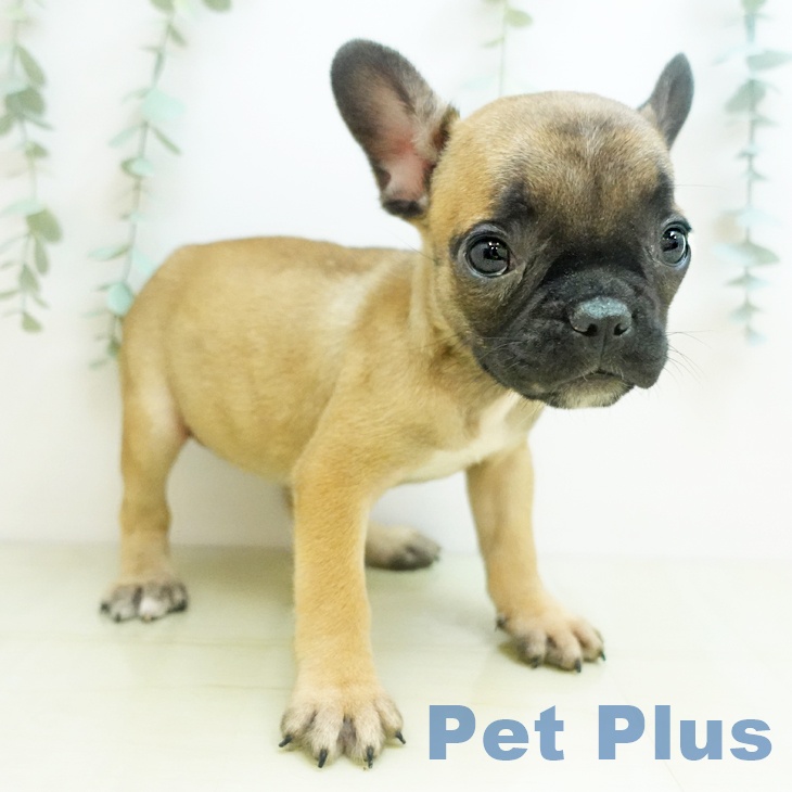 フレンチ・ブルドッグ