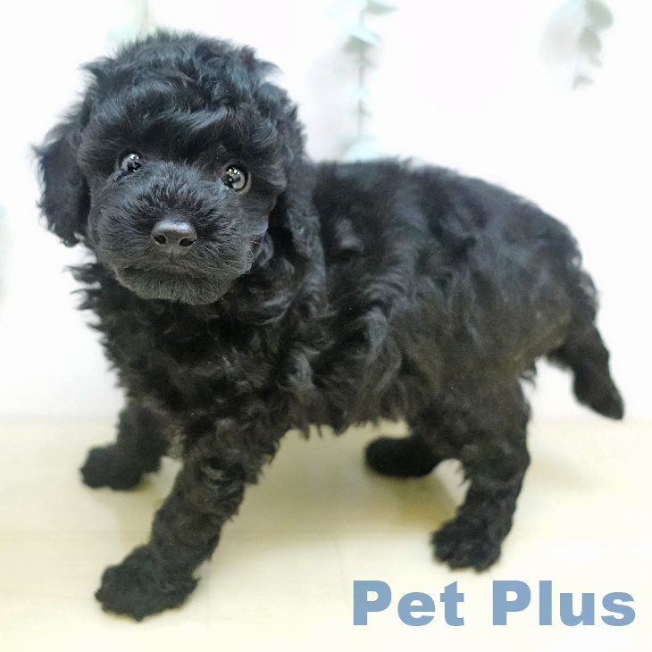愛知県のトイプードル(トイ) (ペットプラス みなと店/2025年9月10日生まれ/男の子/ブラック)の子犬の1枚目の画像