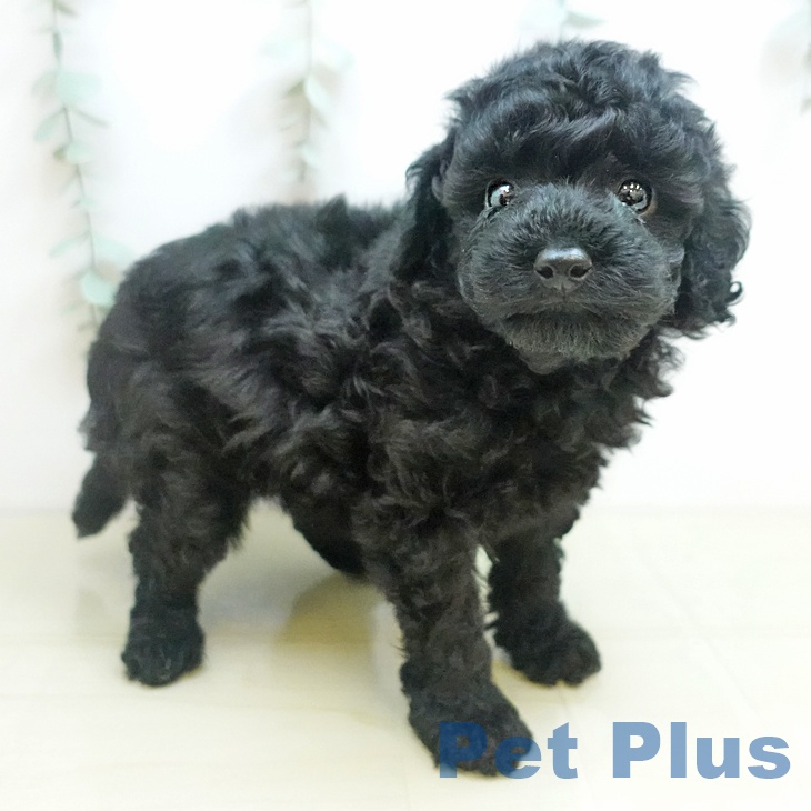 愛知県のトイプードル(トイ) (ペットプラス みなと店/2025年9月10日生まれ/男の子/ブラック)の子犬の2枚目の画像