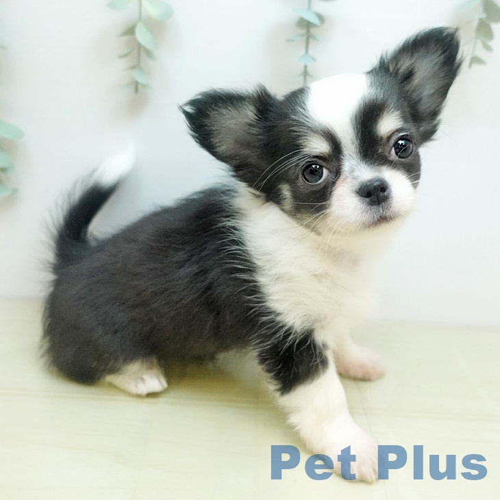 岡山県のチワワ(ロング) (ペットプラス 岡山店/2025年9月10日生まれ/女の子/ブラッククリームホワイト)の子犬の1枚目の画像