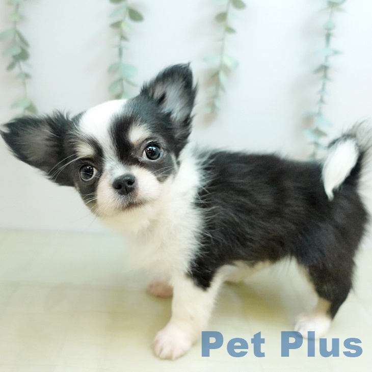 岡山県のチワワ(ロング) (ペットプラス 岡山店/2025年9月10日生まれ/女の子/ブラッククリームホワイト)の子犬の2枚目の画像