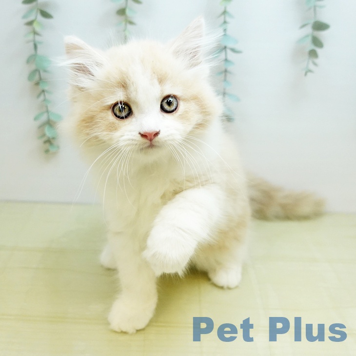 香川県のスコティッシュフォールド (ペットプラス 綾川店/2025年9月6日生まれ/男の子/クリームホワイト)の子猫の1枚目の画像