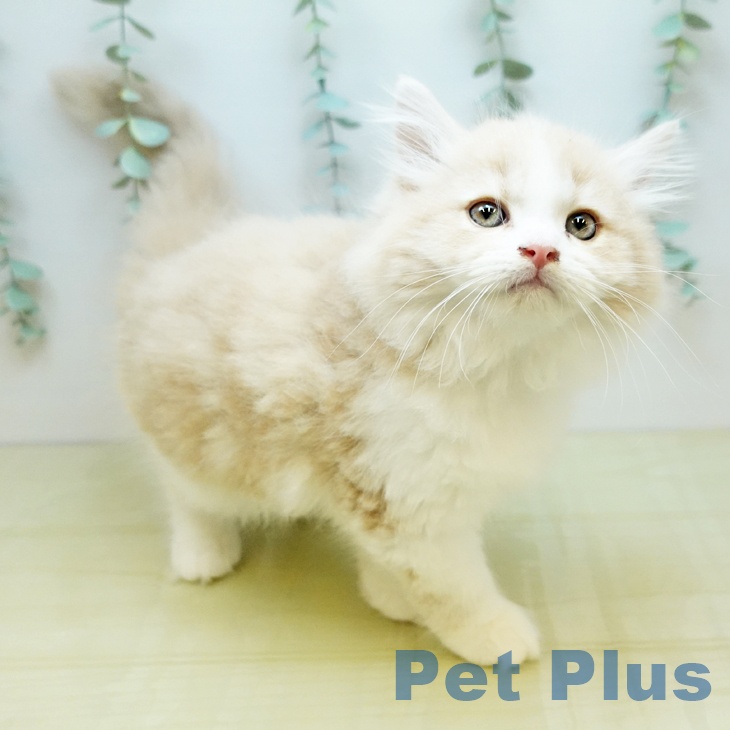 香川県のスコティッシュフォールド (ペットプラス 綾川店/2025年9月6日生まれ/男の子/クリームホワイト)の子猫の2枚目の画像