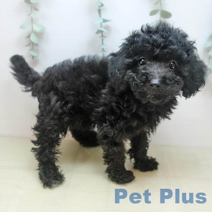 愛知県のトイプードル(トイ) (ペットプラス 則武新町店/2025年9月5日生まれ/男の子/シルバー)の子犬の1枚目の画像