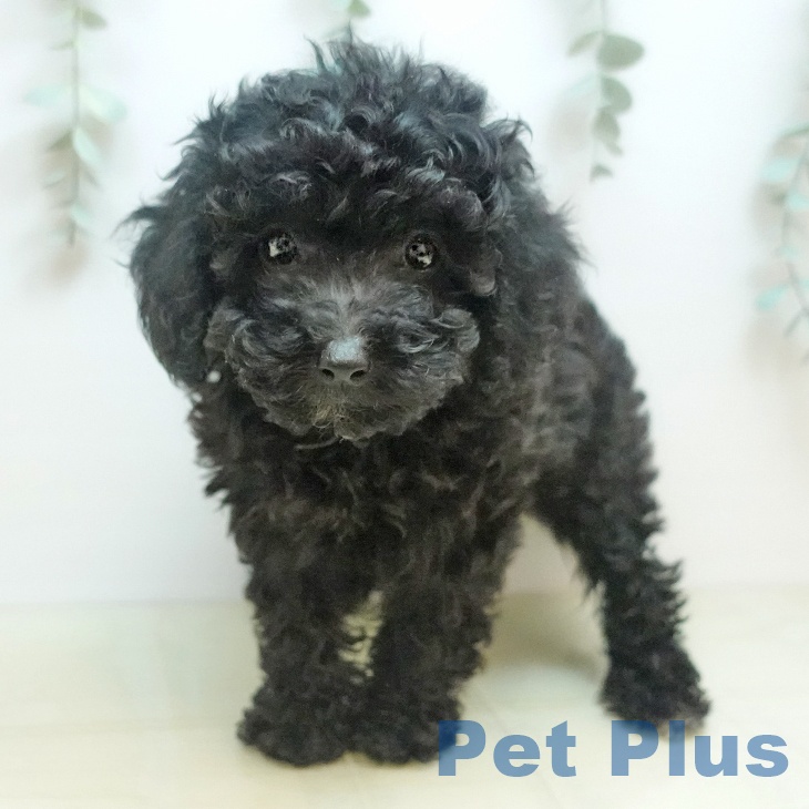 愛知県のトイプードル(トイ) (ペットプラス 則武新町店/2025年9月5日生まれ/男の子/シルバー)の子犬の2枚目の画像