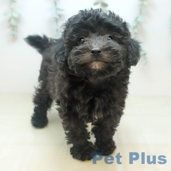 愛知県のトイプードル(トイ) (ペットプラス イオンモール長久手店/2025年9月5日生まれ/男の子/シルバー)の子犬の1枚目の画像