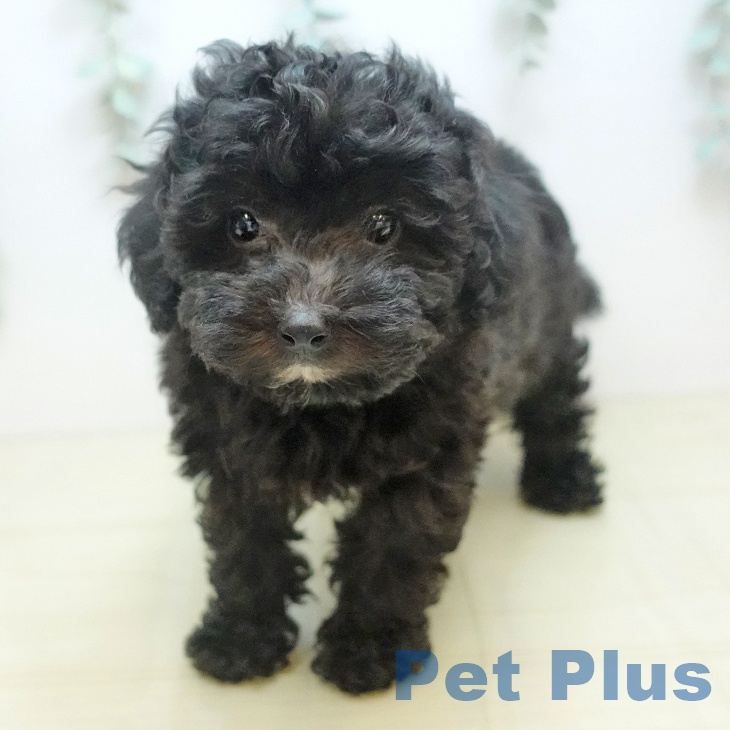 愛知県のトイプードル(トイ) (ペットプラス イオンモール長久手店/2025年9月5日生まれ/男の子/シルバー)の子犬の2枚目の画像