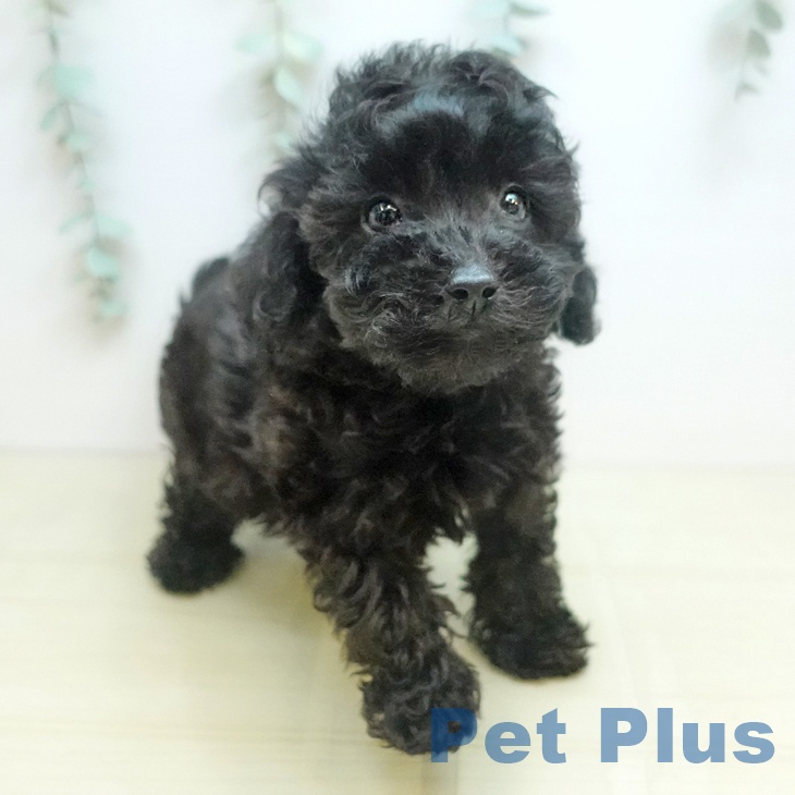 愛知県のトイプードル(トイ) (ペットプラス 熱田店/2025年9月5日生まれ/男の子/シルバー)の子犬の2枚目の画像