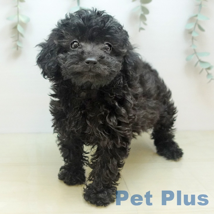 三重県のトイプードル(トイ) (ペットプラス 鈴鹿店/2025年9月5日生まれ/女の子/シルバー)の子犬の1枚目の画像