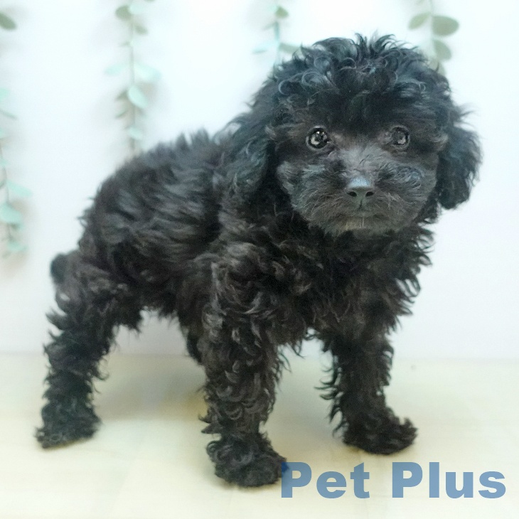 三重県のトイプードル(トイ) (ペットプラス 鈴鹿店/2025年9月5日生まれ/女の子/シルバー)の子犬の2枚目の画像