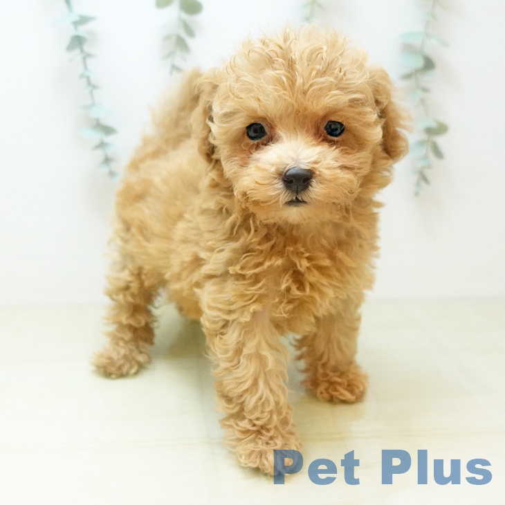愛知県のトイプードル(トイ) (ペットプラス 三好店/2025年9月5日生まれ/女の子/アプリコット)の子犬の1枚目の画像