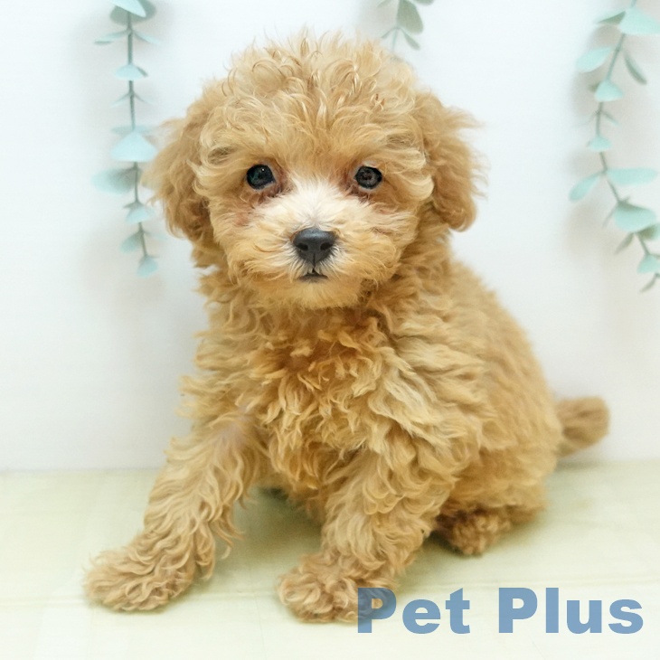 愛知県のトイプードル(トイ) (ペットプラス 三好店/2025年9月5日生まれ/女の子/アプリコット)の子犬の2枚目の画像