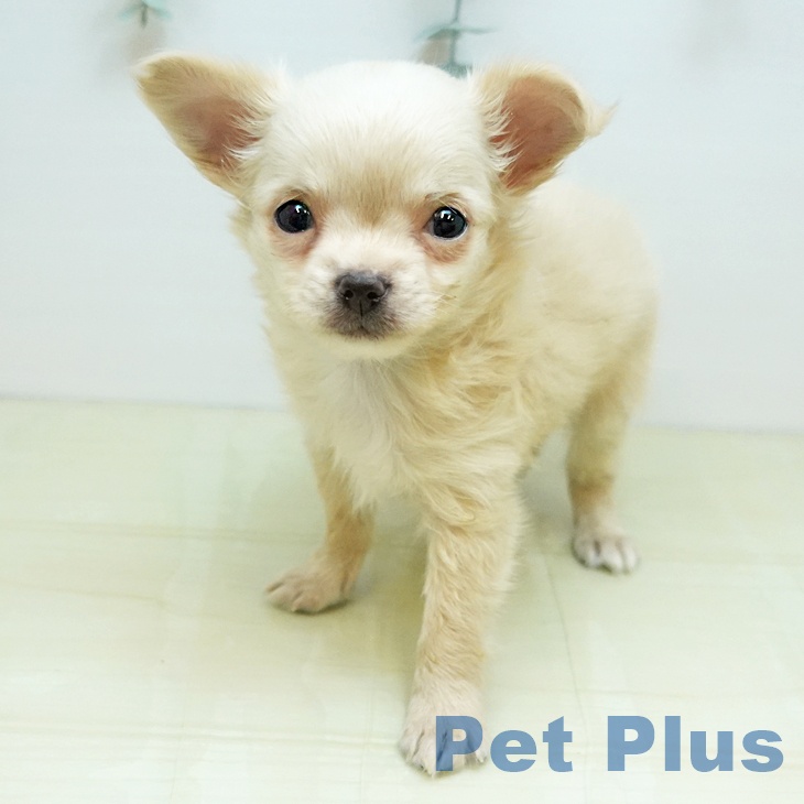 岡山県のチワワ(ロング) (ペットプラス 岡山店/2025年9月1日生まれ/男の子/クリーム)の子犬の1枚目の画像