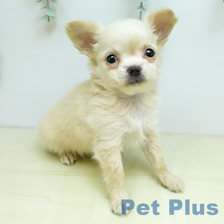 岡山県のチワワ(ロング) (ペットプラス 岡山店/2025年9月1日生まれ/男の子/クリーム)の子犬の2枚目の画像