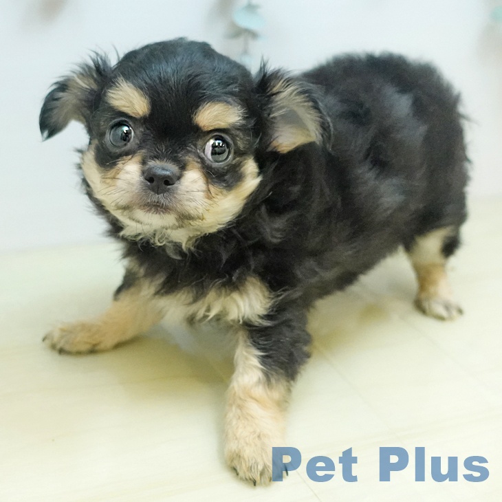 愛媛県のチワワ(ロング) (ペットプラス 新居浜店/2025年9月1日生まれ/女の子/ブラッククリーム)の子犬の1枚目の画像