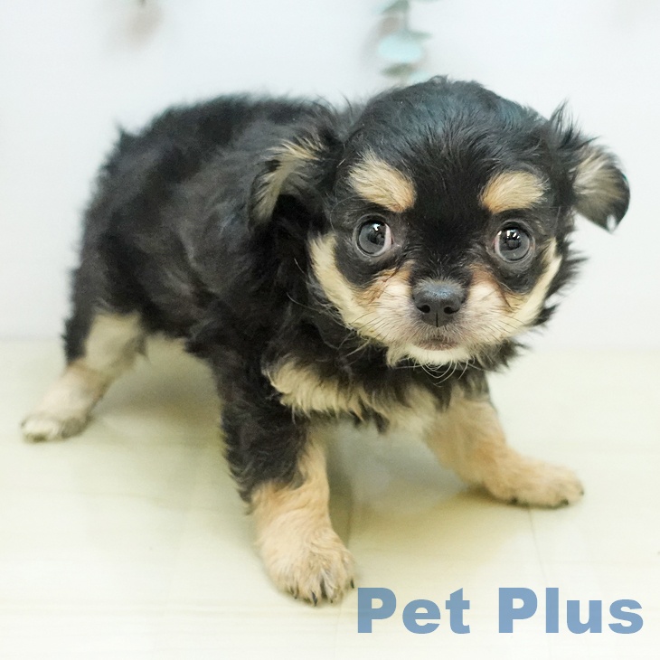 愛媛県のチワワ(ロング) (ペットプラス 新居浜店/2025年9月1日生まれ/女の子/ブラッククリーム)の子犬の2枚目の画像