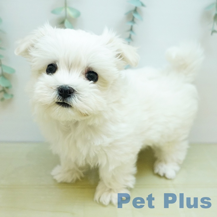 埼玉県のマルチーズ (ペットプラス ピオニウォーク東松山店/2025年9月7日生まれ/女の子/ホワイト)の子犬の1枚目の画像