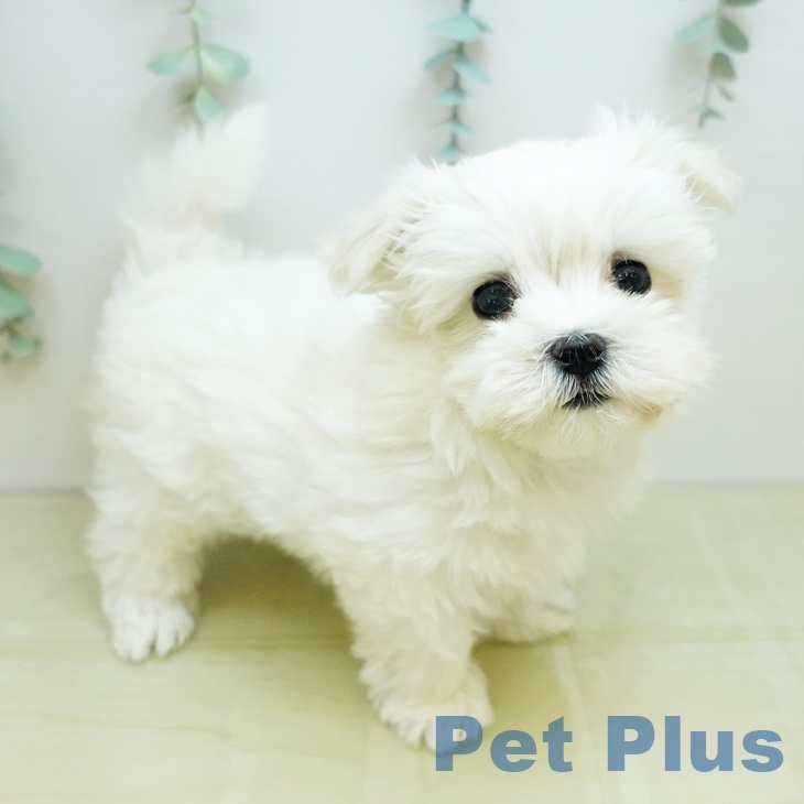埼玉県のマルチーズ (ペットプラス ピオニウォーク東松山店/2025年9月7日生まれ/女の子/ホワイト)の子犬の2枚目の画像