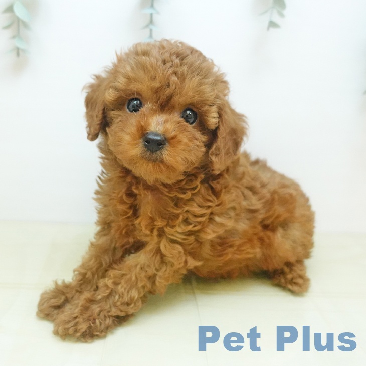 愛知県のトイプードル(トイ) (ペットプラス イオンモール豊川店/2025年9月9日生まれ/男の子/レッド)の子犬の1枚目の画像