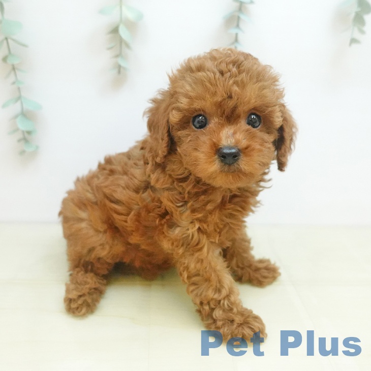 愛知県のトイプードル(トイ) (ペットプラス イオンモール豊川店/2025年9月9日生まれ/男の子/レッド)の子犬の2枚目の画像