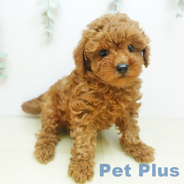 富山県のトイプードル(トイ) (ペットプラス 高岡店/2025年9月9日生まれ/女の子/レッド)の子犬
