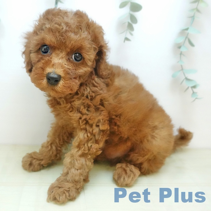 大阪府のトイプードル(トイ) (ペットプラス 鶴見店/2025年9月12日生まれ/男の子/レッド)の子犬の1枚目の画像