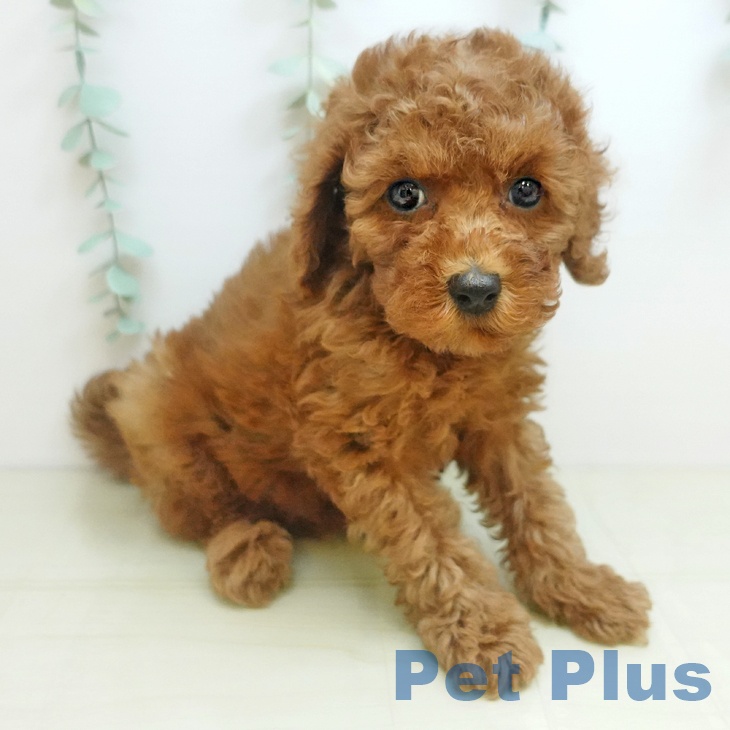 大阪府のトイプードル(トイ) (ペットプラス 鶴見店/2025年9月12日生まれ/男の子/レッド)の子犬の2枚目の画像